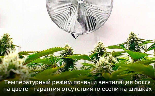 Поддержание температуры корней и вентиляция на фазе цветения Цветение каннабиса