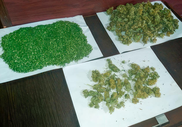 Харвест конопли Высушенные шишки конопли