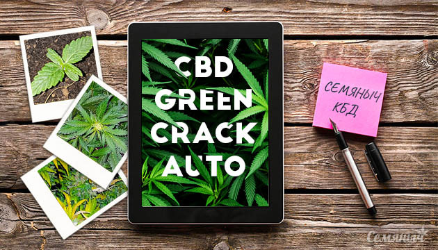 Гроурепорт сорта CBD Green Crack Auto