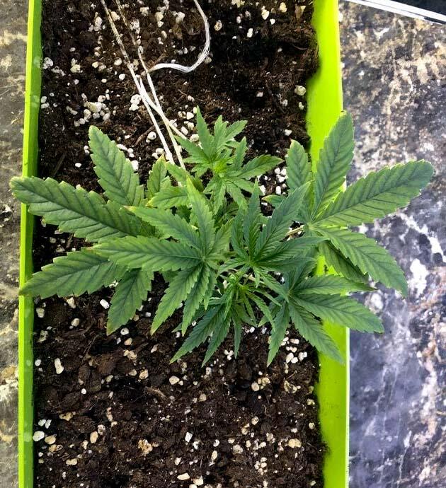 LST марихуаны