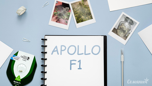 Гроурепорт сорта Apollo F1 Auto fem от Royal Queen Seeds
