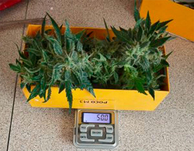 Проба урожая до харвеста Растишка Auto Tutankhamon от Pyramid Seeds на 11 неделе