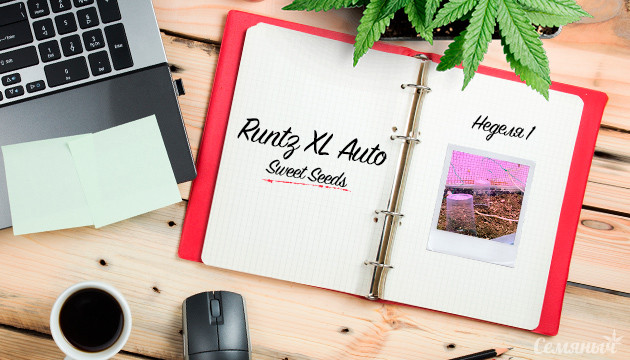 Гроурепорт сорта Runtz XL Auto от сидбанка Sweet Seeds